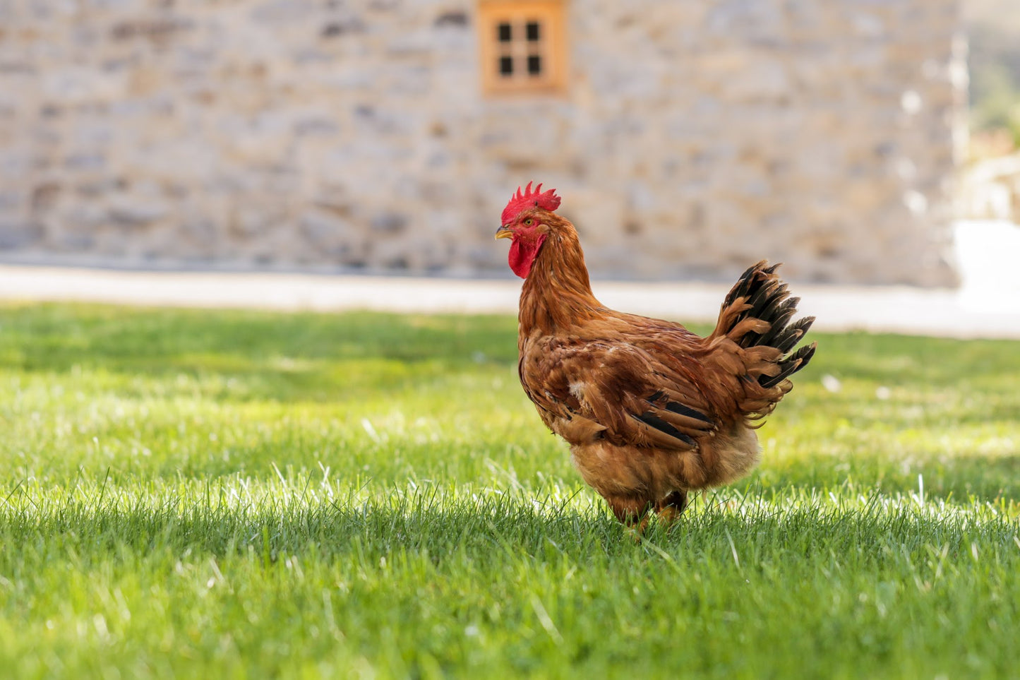 Premium Heritage Cross Whole Chicken